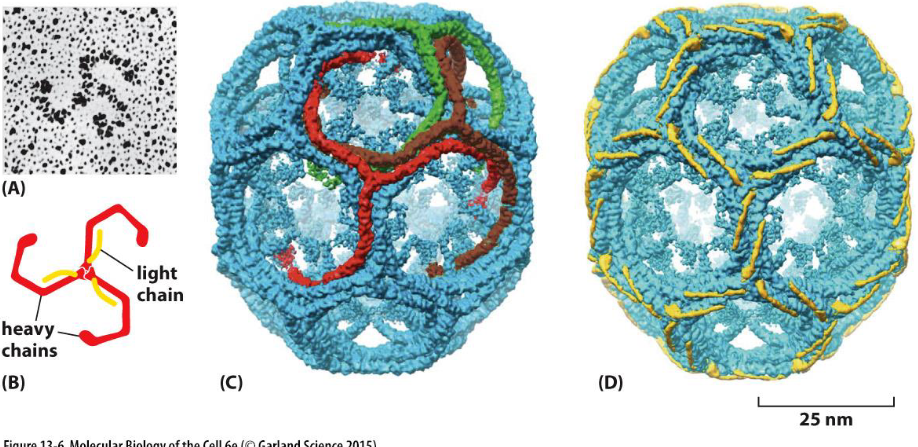 <p>the assembly of a clathrin coat</p><p>clathrin forms the outer layer of the coat (movie 13-1)</p><p>3 large and 3 small polypeptide chains form a triskelion (A and B)</p><p>36 triskelions form a network of 12 pentagons and 6 hexagons with heavy chains (C) and light chains (D) highlighted</p><p>the light chains link to actin filaments to generate force for membrane budding</p><p>the N-terminal domains of the heavy chains protrude inward and bind to the adaptor proteins in the second layer of coated vesicles</p>