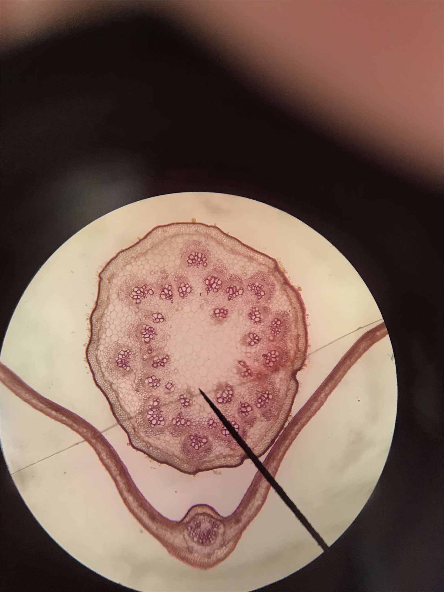 <p>identify the specimen</p>
