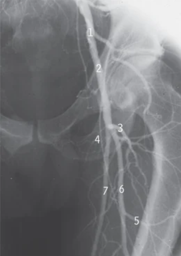 <p>6</p>