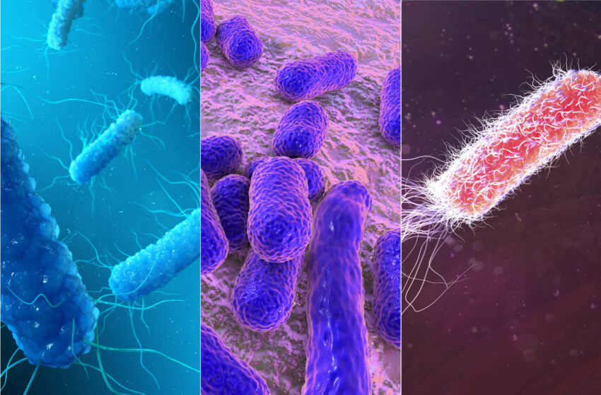 <p>No; Not all bacteria, fungi, or protists are harmful; However, ALL VIRUSES are harmful</p>