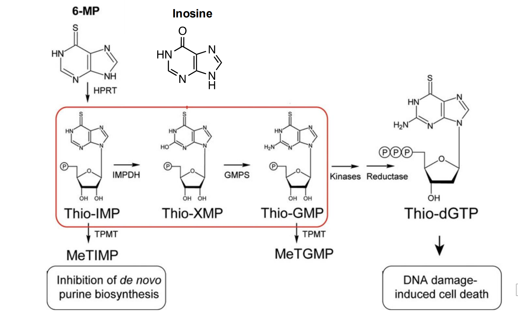 <p>Taken up as substrate for the purine salvage pathway</p><ul><li><p>This leads to dead end pathway toxicity and cell death</p></li></ul><p></p>