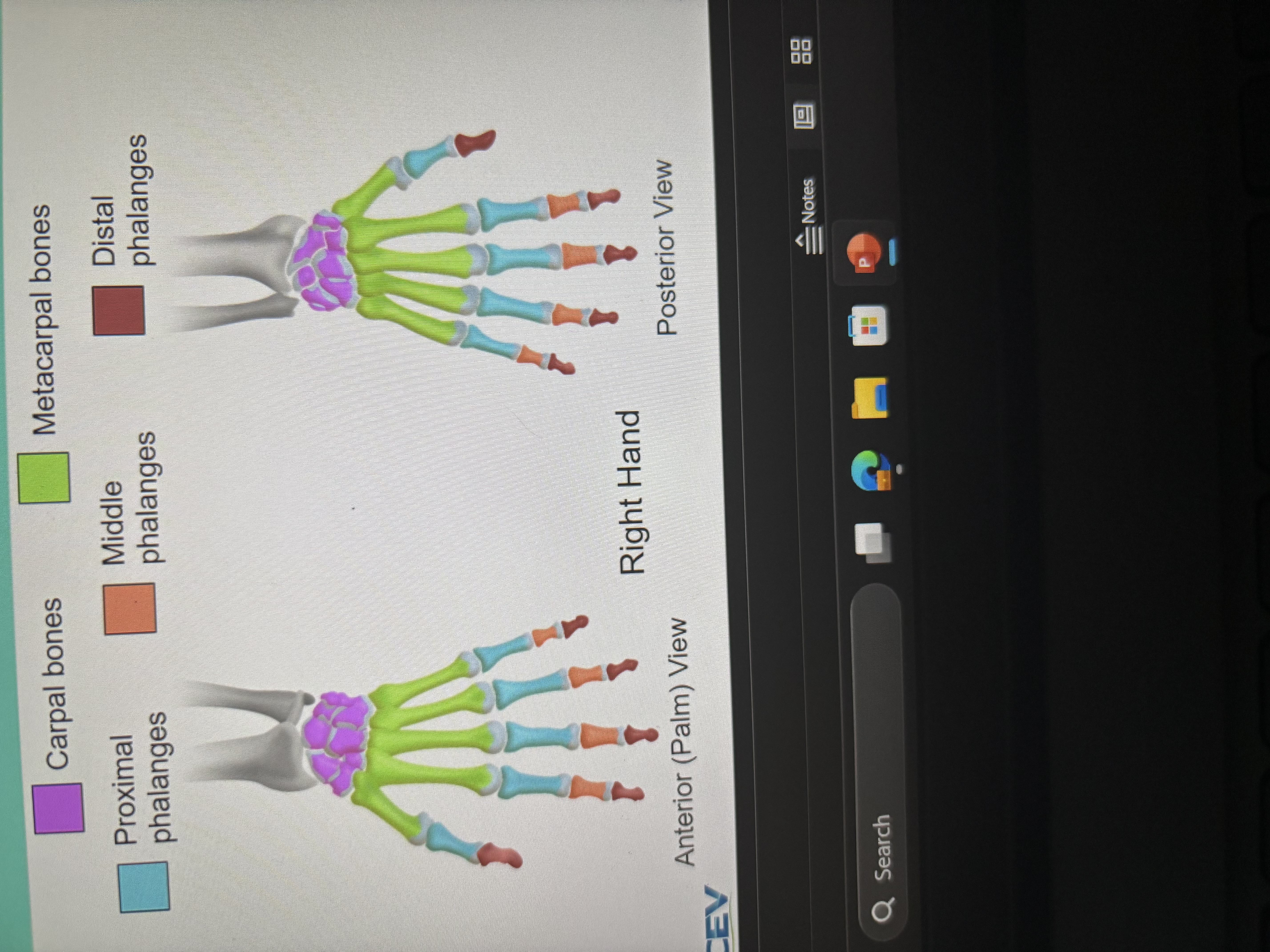 <p>bones of the hand </p>