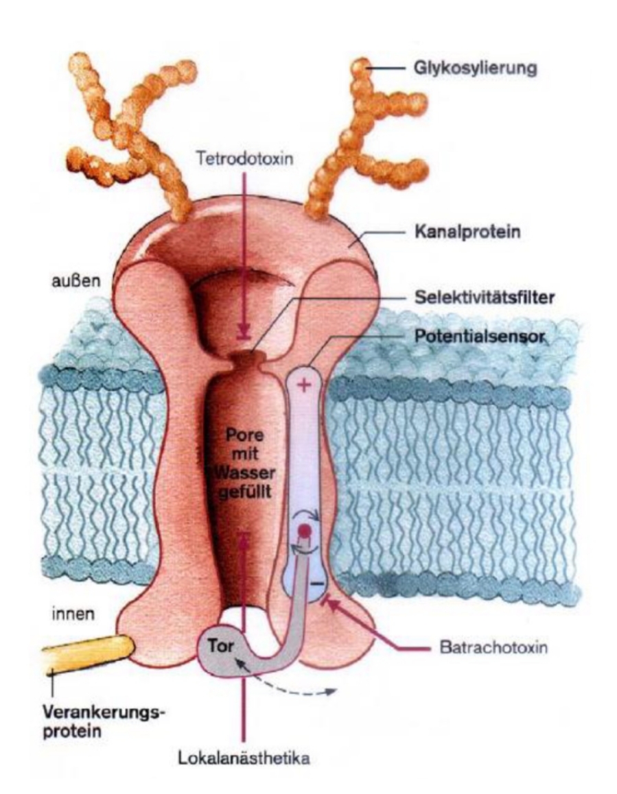<ul><li><p>Tetrodoxin (veleno <span data-name="blowfish" data-type="emoji">🐡</span>): blocca il canale</p></li><li><p>Batrachotoxin: iperattivazione del canale </p></li><li><p>Lokalanästhetika: bloccano momentaneamente il canale </p></li></ul><p></p>