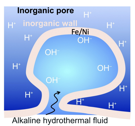 <p>CO2 reduced to organic hydrocarbons by the proton gradient, capturing electrons from H2. FeNiS and FeS act as catalysts</p><p>Proton gradient needs to be established so enzymes can capture electrons, done using an inorganic Fe/Ni wall with acidic seawater on the outside and alkaline hydrothermal fluid coming up</p>
