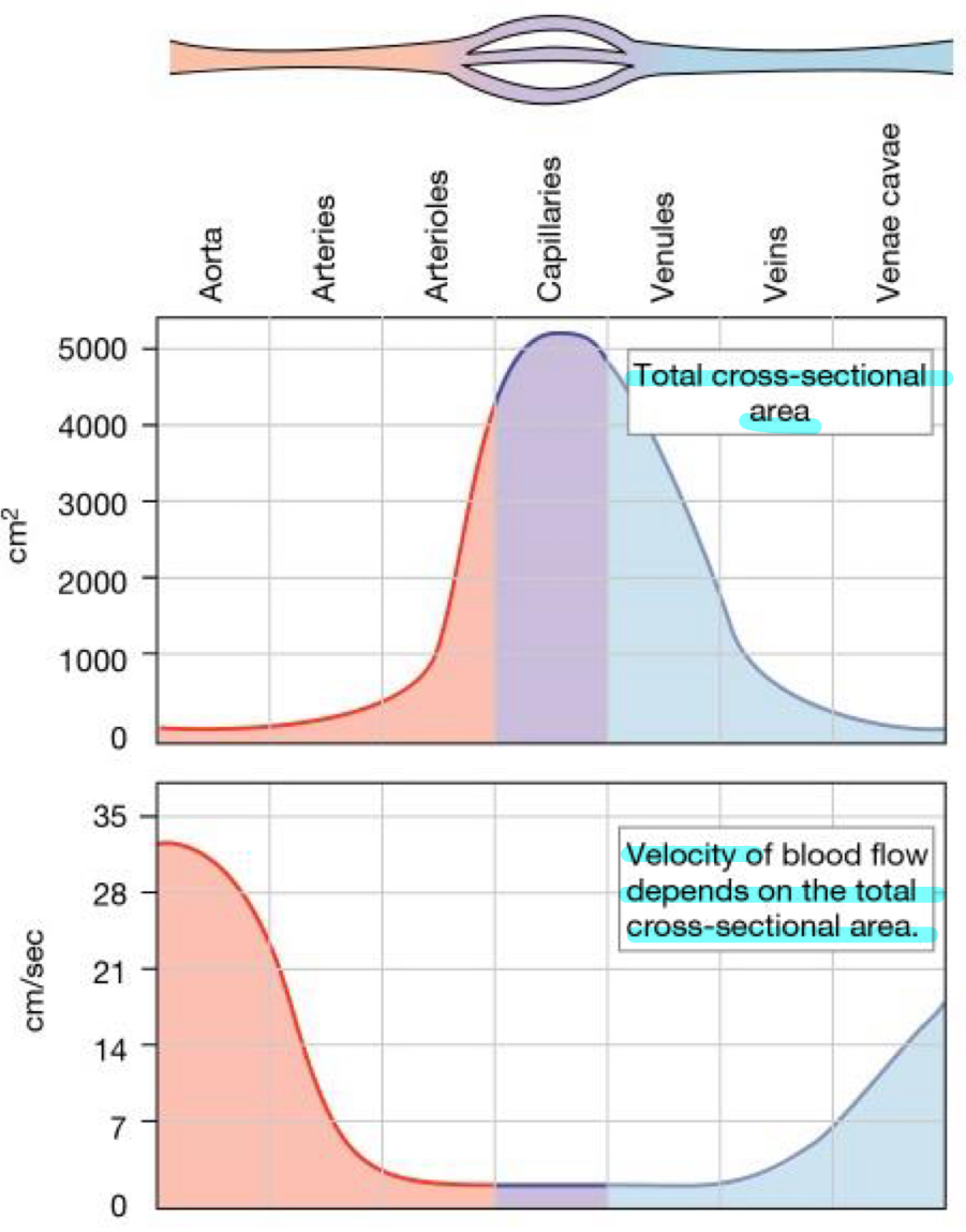 <p>Capillaries has the largest total cross section area so v is lowest here since it wants blood to move slow with exchange with tissues</p>