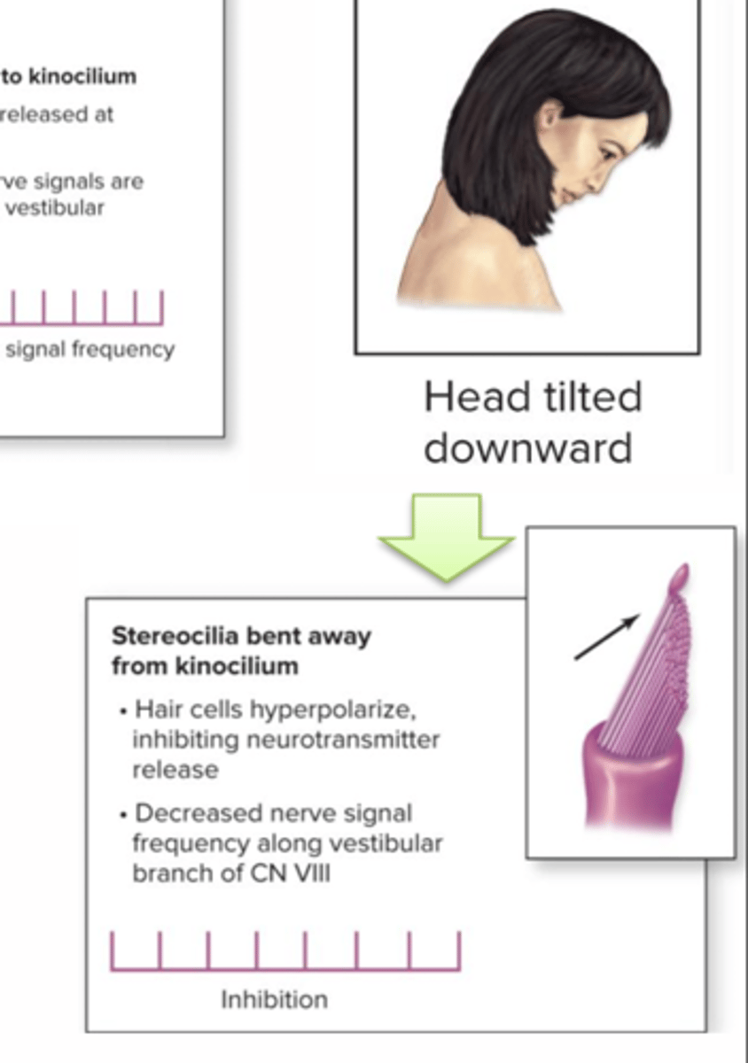 <p>- sterreocilia bent away from kinocilium</p><p>- hair cells hyperpolarize, inhibitng neutrotransmitter release</p><p>-decreased nerve signal frequency along vestibular branch of CN VIII</p><p>- inhibition</p>