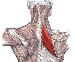 <p>Name these muscles (action, innervation, origin, insertion)</p>