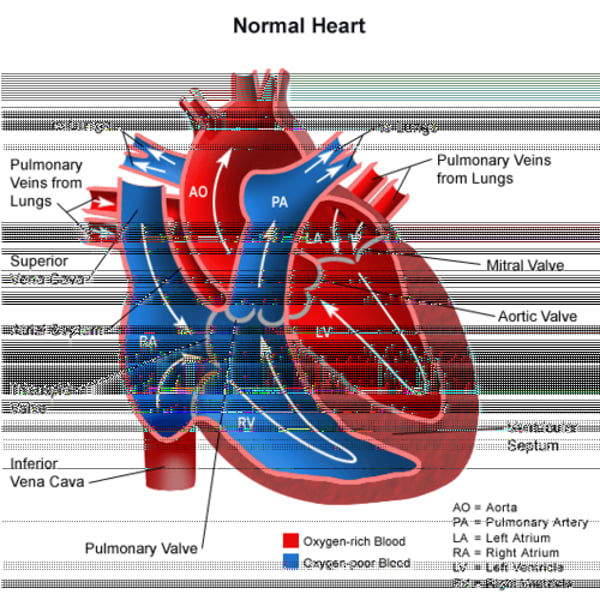 <p>-venous blood comes from the superior/inferior vena cava</p><p>-filters into the right atrium</p><p>-passes the tricuspid valve</p><p>-filters into right ventricle</p><p>-passes the pulmonary valve</p><p>-goes to the pulmonary trunk and then the right and left pulmonary arteries</p><p>-Right and Left lungs give O2</p><p>-blood rushes back into the left atrium</p><p>-passes the mitral valve (bicuspid valve)</p><p>-filters into the left ventricle</p><p>-passes the aortic valve</p><p>- goes to the aorta and rest of the body</p>