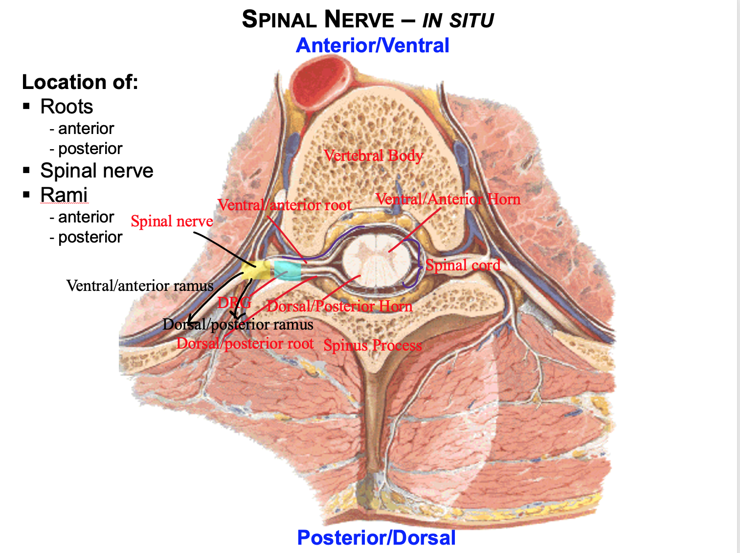 <p>vertebral body</p><p>spinus process</p><p>dorsal and ventral roots</p><p>dorsal and ventral rami</p><p>GSE</p><p>GSA</p><p>spinal nerve</p>