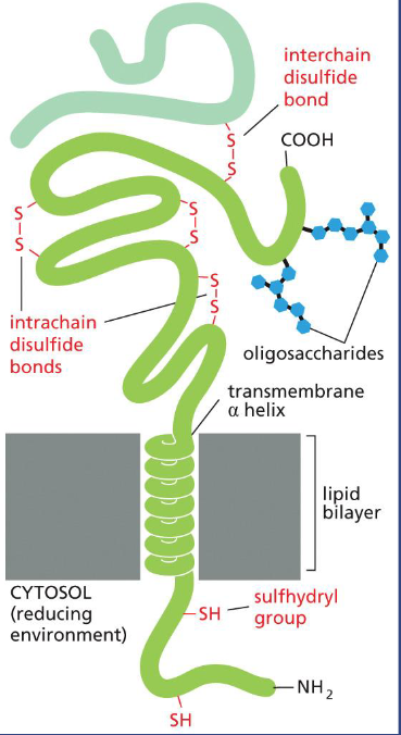 <p>Most membrane proteins in animal cells are glycosylated on the cell surface, or the oligosaccharides are only found on non-cytosolic surface</p><p>The intrachain or interchain disulfide bonds are only found on non-cytosolic surface. The sulfhydryl group is not forming disulfide bond in the cytosolic side due to a reducing environment.</p>