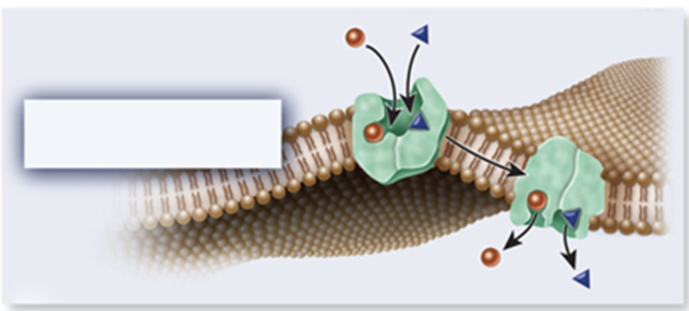 <p><span>This figure depicts a transporter known as a…</span></p>