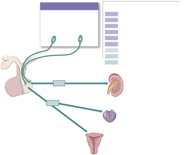 <p>Decreases the amount of water lost at the kidneys — decreases urine production</p><p>Elevates blood pressure </p>