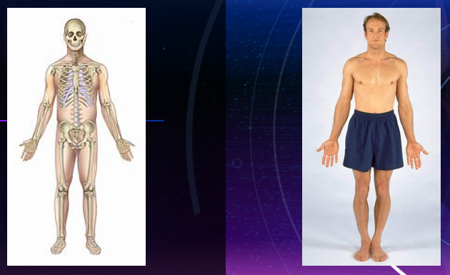 <ul><li><p>arms are at the sides with the palms and toes directed forward</p></li><li><p>eyes looking forward</p></li><li><p>position is assumed even when the body may be supine (on the back) or prone (face down)</p></li><li><p><strong>the body standing erect</strong></p></li><li><p>(erect position, arms at sides, palms and toes directed forward with eyes looking forward)</p></li></ul><p></p>