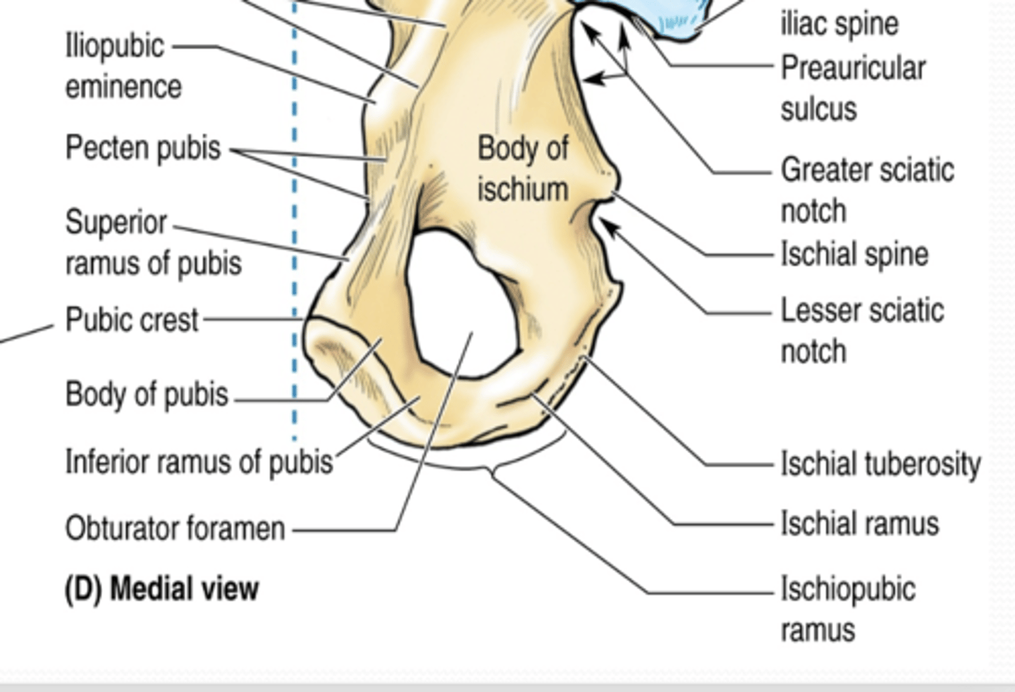 <p>What does the Ramus of ischium form part of? </p>