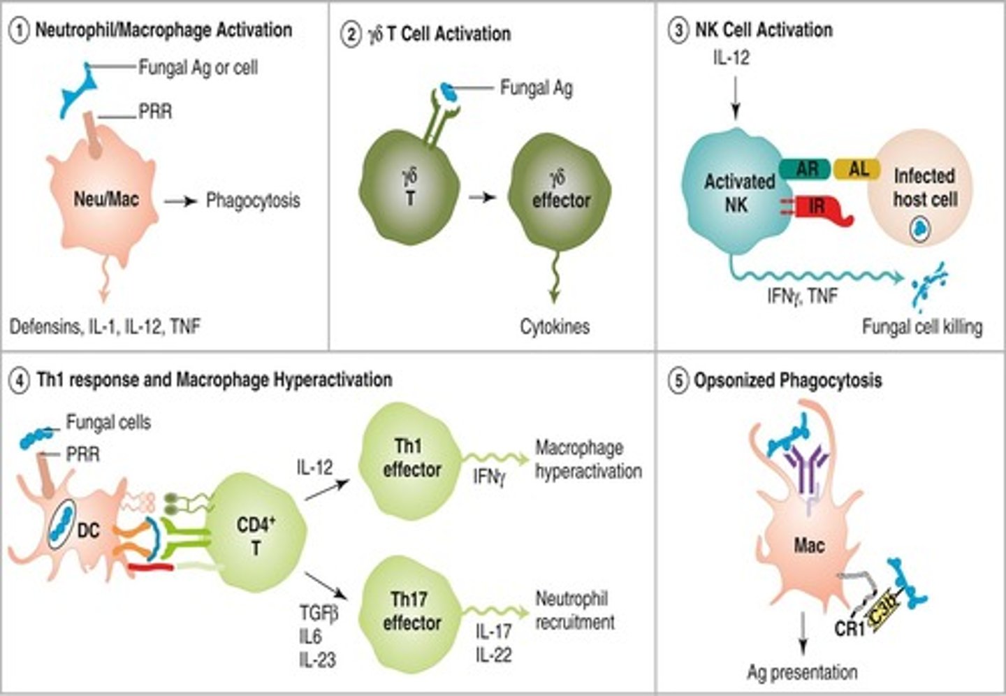 <p>They can cause significant harm when invasive, especially species like Aspergillus, Candida, and Cryptococcus.</p>