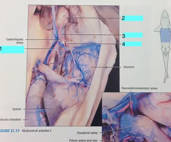 <p>gastric artery</p>