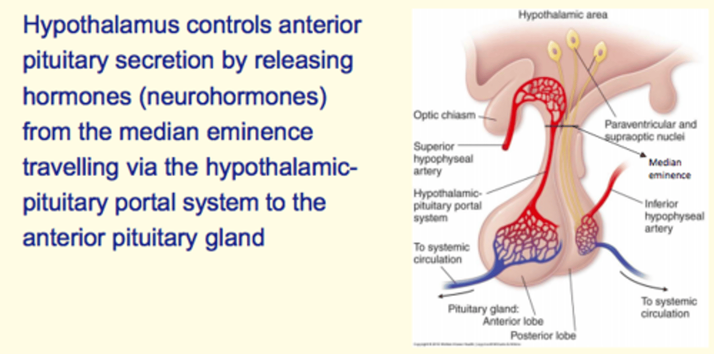 <p>The hypothalamus controls the anterior pituitary gland secretion by releasing hormones (neurohormones) from the median eminence </p>
