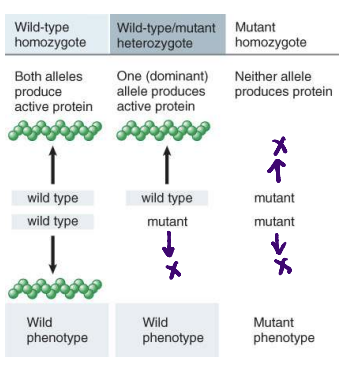<p>recessive to the wild-type allele</p><ul><li><p>mutations damage gene function</p></li><li><p>genes encode proteins; dominance is explained by the properties of mutant proteins</p></li></ul>