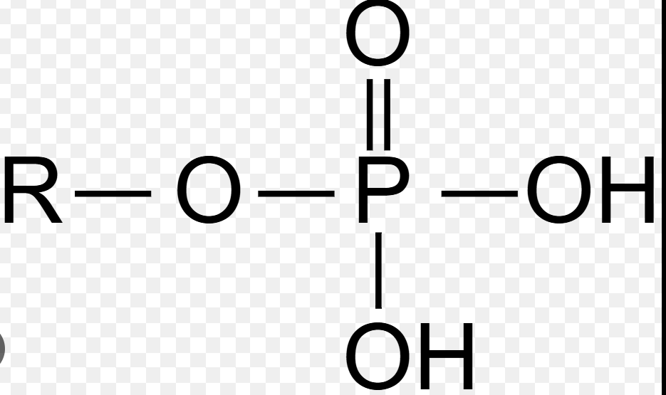 <p>Phosphate group</p>