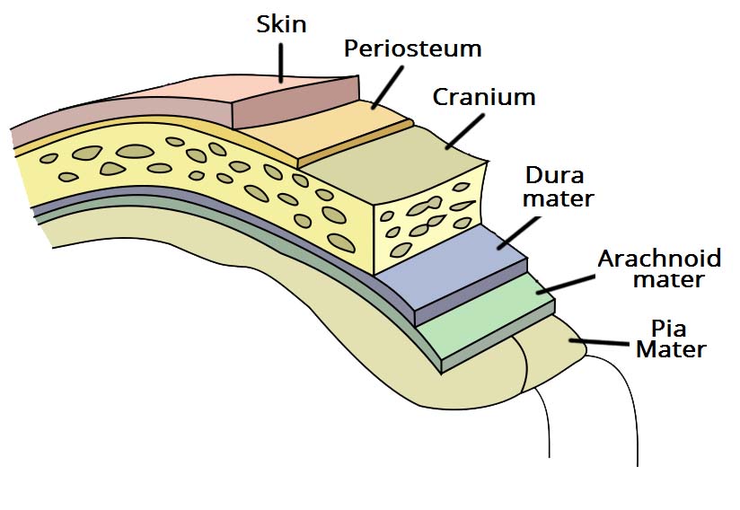 <p>Three layers of membranes known as _____ protect the brain and spinal cord. The delicate inner layer is the pia mater. The middle layer is the arachnoid, a web-like structure filled with fluid that cushions the brain. The tough outer layer is called the dura mater.</p>