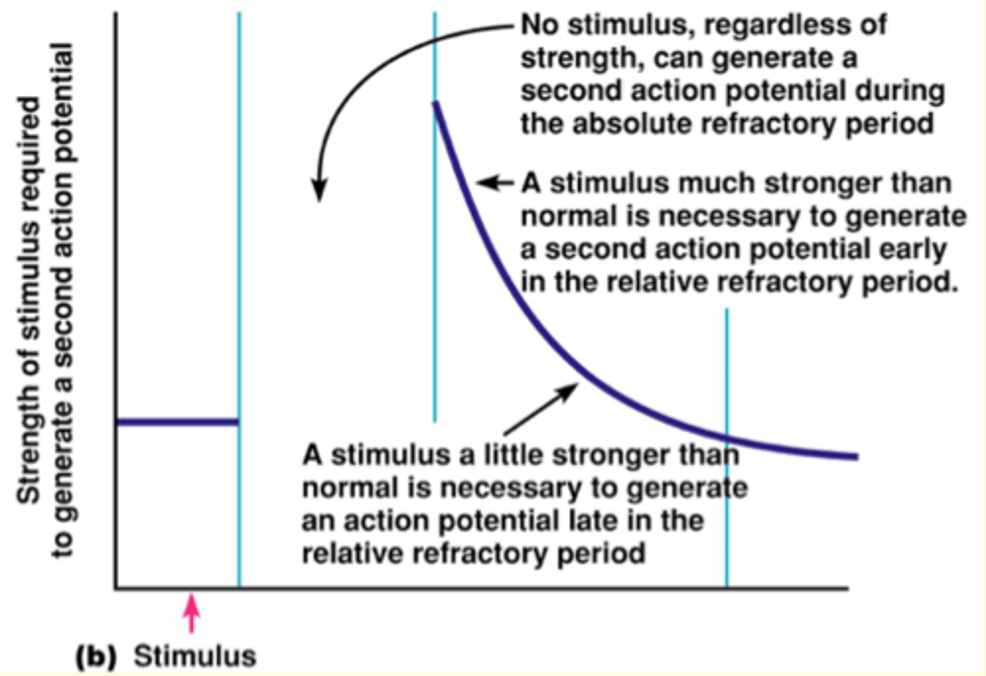 <p>- establish action potential's All-or-None property, frequency at which an action can be generated by a single neuron, and unidirectional propagation along an axon</p><p>- important for coding of information that arrives in the form of action potentials</p><p>**prevent action potentials from travelling in the reverse direction</p>