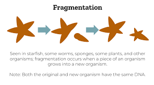 <p><span style="line-height: 17px;">a form of asexual reproduction </span>Fragmentation in multicellular or colonial organisms is a form of asexual reproduction or cloning, where an organism is split into fragments upon maturation and the split part becomes the new individual e.g starfish&nbsp;</p>