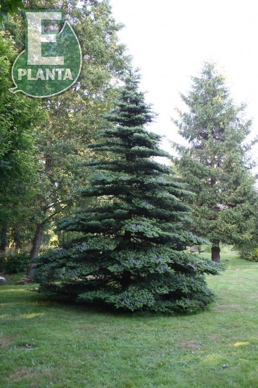 Abies koreana fk ULTUNA h:7 b:5