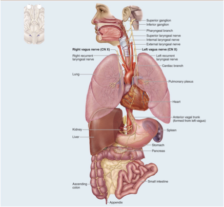 <p>Mixed nerve, visceral sensation; parasympathetic nerve to many organs of the body with lots of branches</p><p></p>