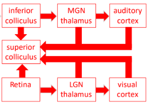 <p>inferior colliculus projects to <strong>superior colliculus</strong> which has a spatiotopic map of visual (superficial layers) and auditory (deep layers) space </p><p>key role in spatial attention and orienting</p>