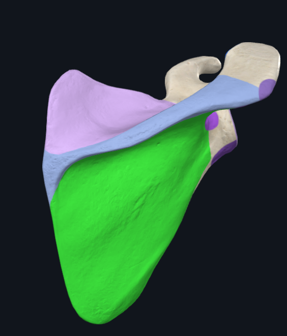 <p>What is this part of the scapula called</p>