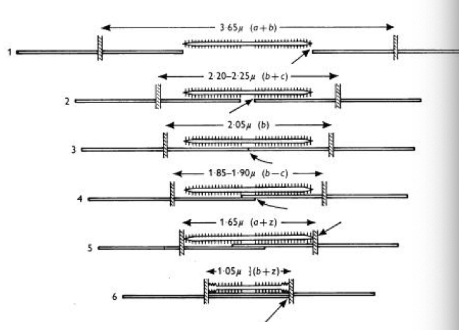 <p>explain the mechanism of myofilament overlap with varying degrees of stretch? (mechanism of Frank-Starling)</p>