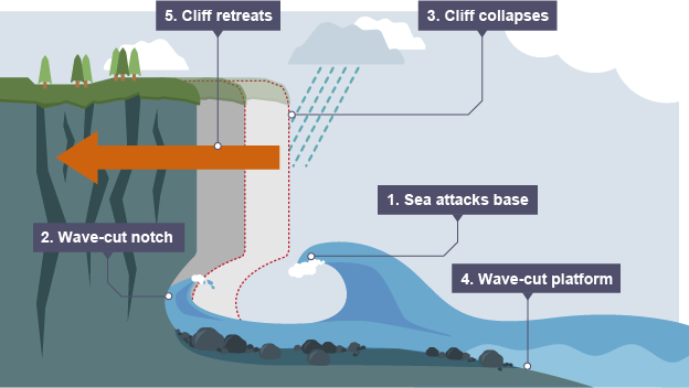 <ul><li><p>Waves erode the base of the cliff between high and low tide levels, forming a wave-cut notch.</p></li><li><p>Continued erosion enlarges the notch, making the overhanging cliff unstable.</p></li><li><p>The overhanging cliff collapses, leaving a wave cut platform.</p></li><li><p>The cliff retreats inland as this process continues.</p></li></ul><p></p>