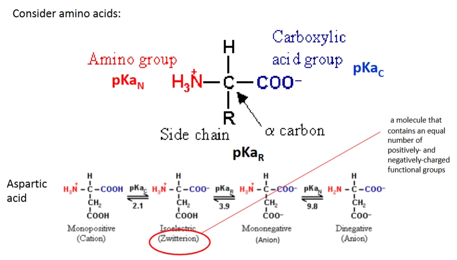 <ul><li><p>anion (-): Ph above pka (high PH) - donate H+</p></li><li><p>cation (+): PH below pKa (low PH) - accept H+</p></li></ul><p></p>