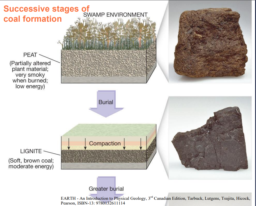 <p><mark data-color="green">Image:</mark> successive stages of coal formation</p>