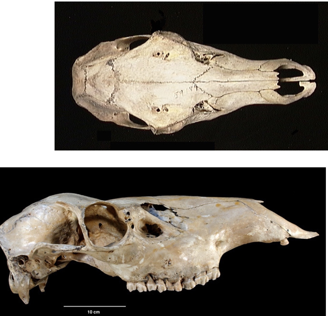 <p>Genus,species ?</p>