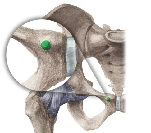 <p>What is this structure on the pubis called?</p>