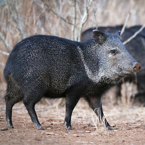 <p>hairy pig - mostly black w/ tan-ish collar</p>