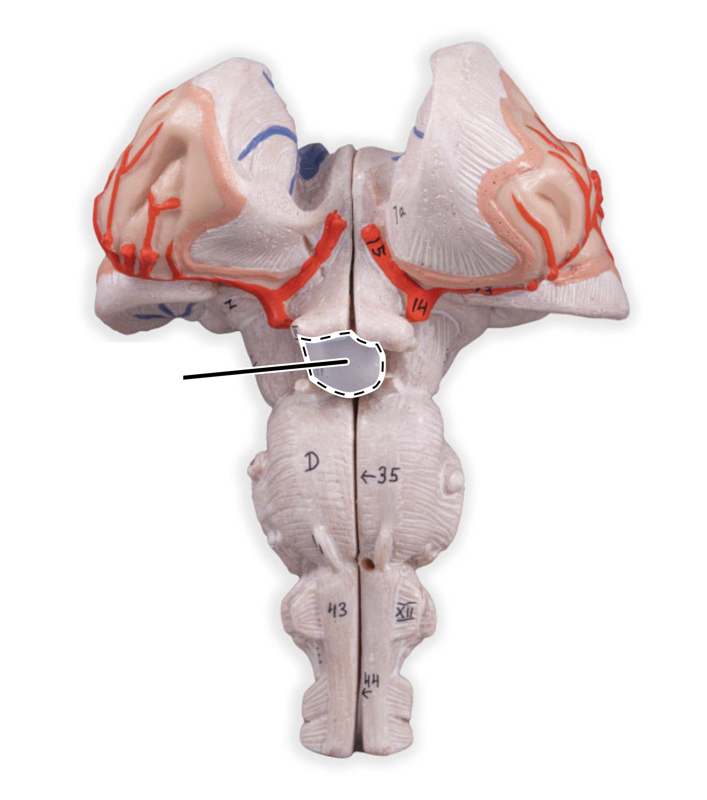 <p>pituitary gland</p>