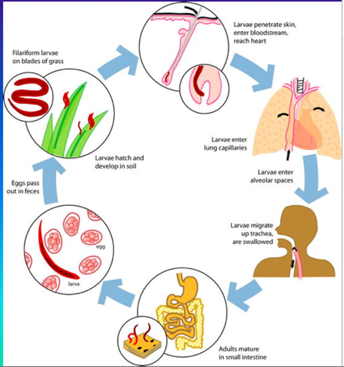 knowt flashcard image