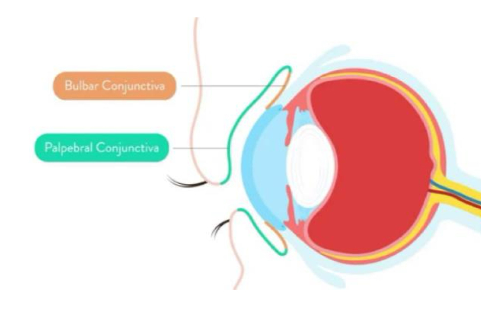 <p>The palpebral conjunctiva cover the inner surface of the eyelid. </p><p>The bulbar conjunctiva (ocular conjunctiva) cover the anterior surface of the eye, and extend to the edge of the cornea</p>