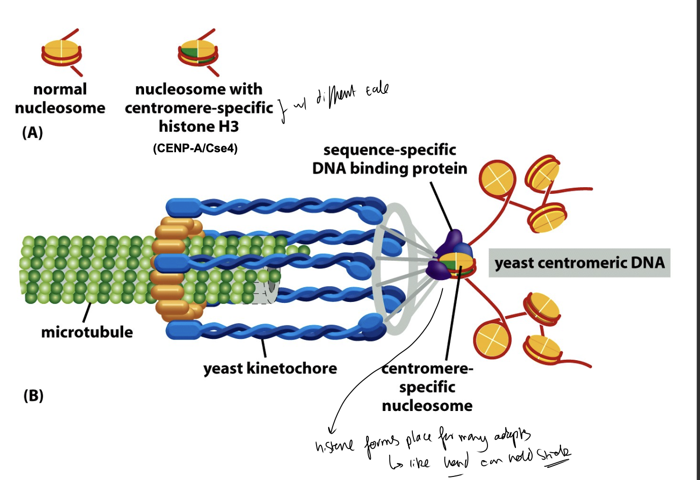 <ul><li><p>the attachment sites for&nbsp;</p><ul><li><p>centromeric proteins</p></li><li><p>spindle microtubules</p></li></ul></li></ul><p><em>to form part of…</em></p><ul><li><p>the kinetochore complex</p></li><li><p>where in mitosis, the chromatids of condensed chromosomes are <strong>attached</strong> to mitotic spindle</p></li></ul><p></p><p><em>i.e microtubule does not attach directly→ instead does it through kinetochores</em></p>