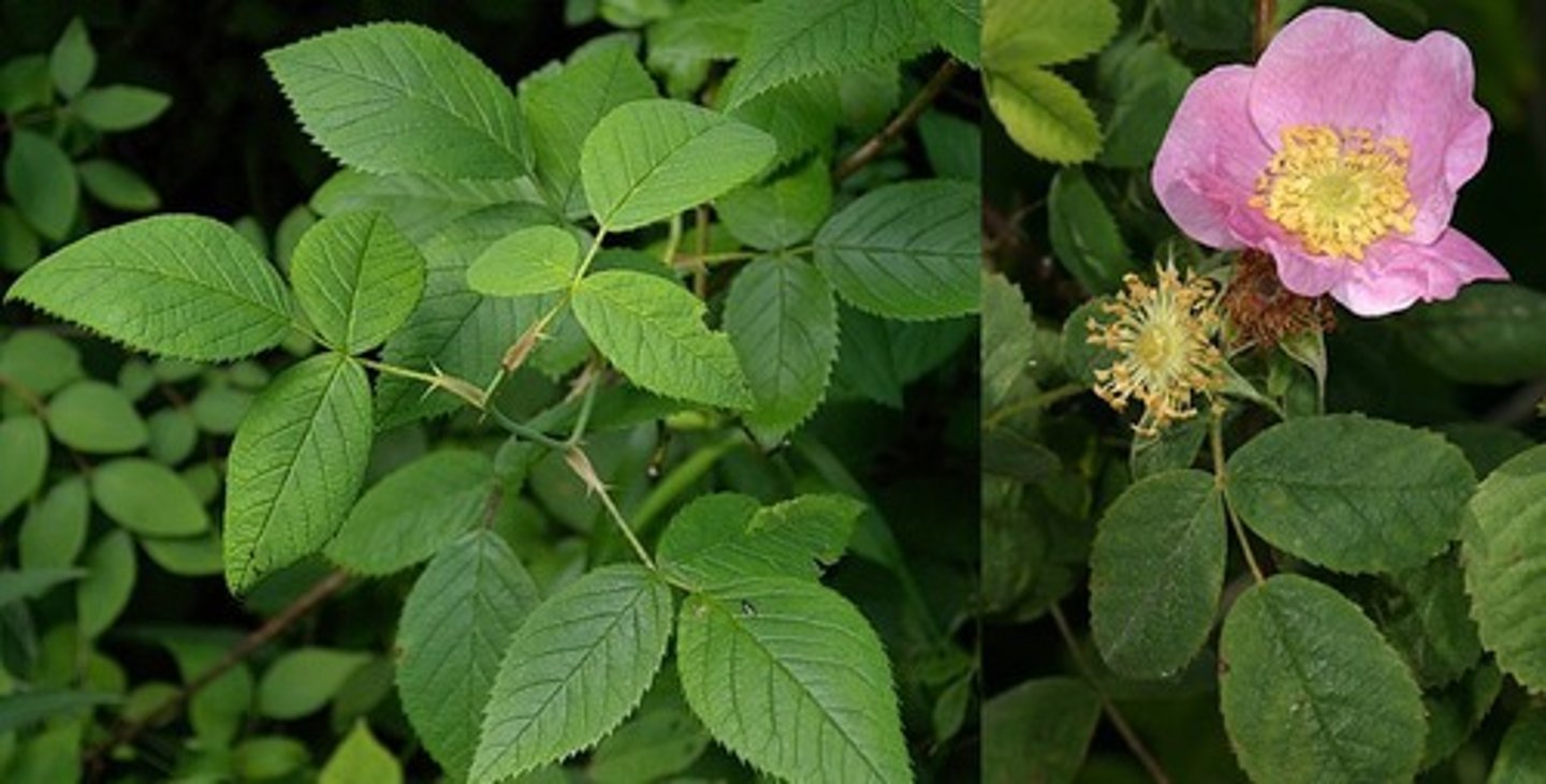 <p>Rosa spp.</p>