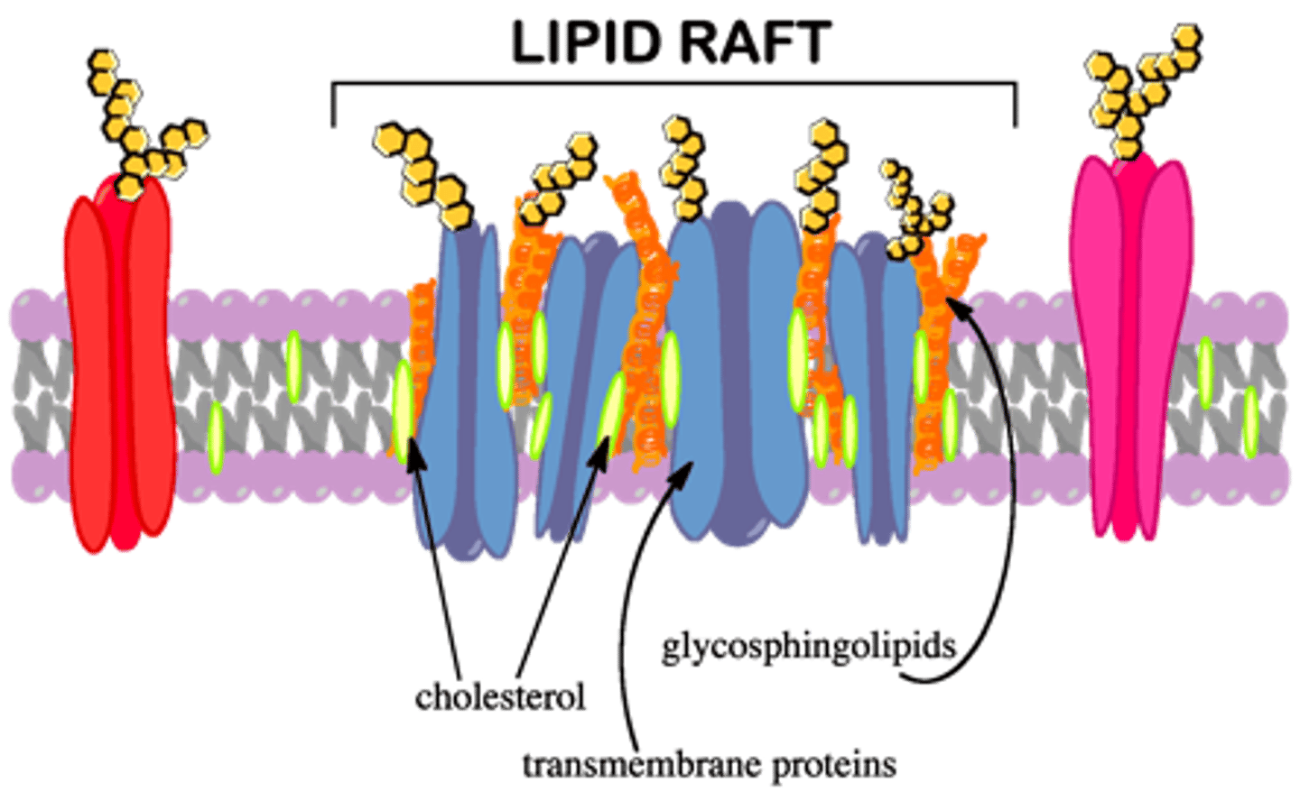 <p>What are lipid rafts in the plasma membrane?</p>