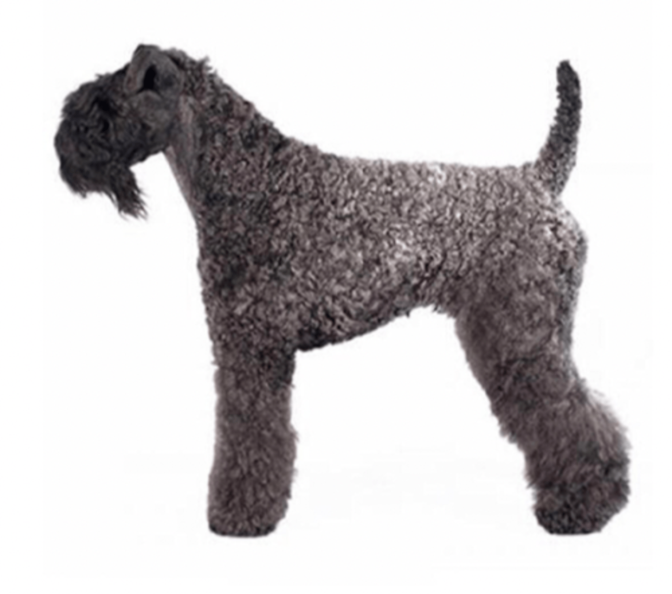 <p>FCI - 3, wavy and blue coat</p>