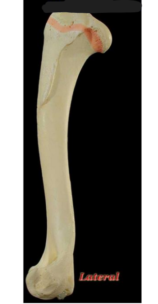 <p>What is the part of the humerus that is highlighted red called?</p>