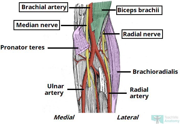 <p>cubital fossa contents </p>