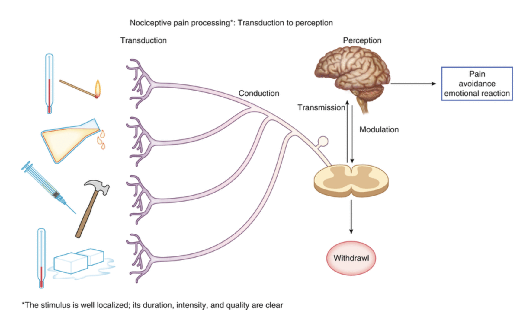 <ol><li><p>Transduction</p></li><li><p>Conduction</p></li><li><p>Transmission</p></li><li><p>Perception </p></li><li><p>Modulation</p></li></ol><p></p>