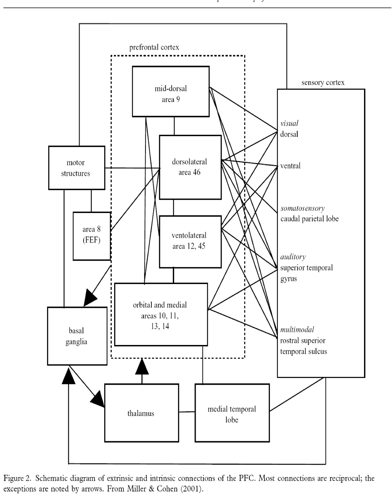 <p>explain this diagram of input &amp; output pathways of the prefrontal cortex</p>