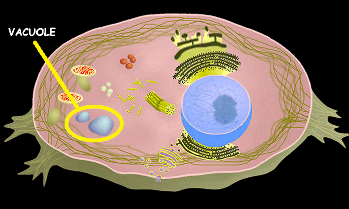 <p>Vacuole</p>