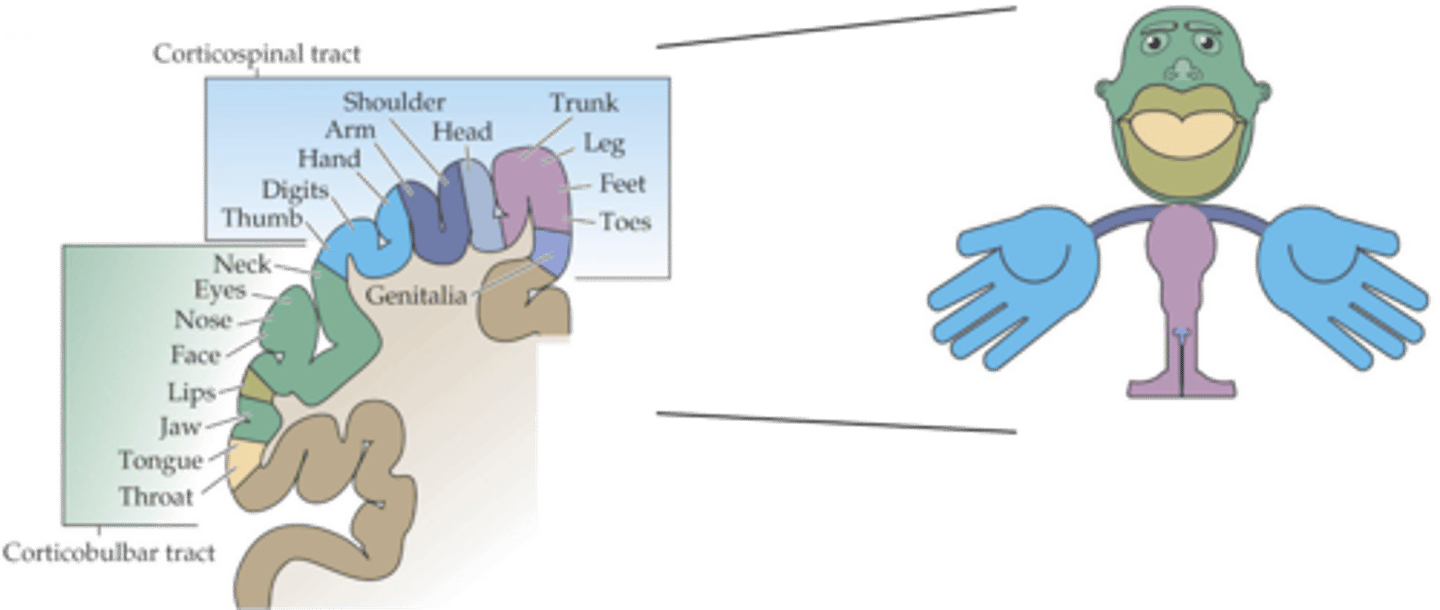 <p>Motor cortex is also ________________ mapped</p>